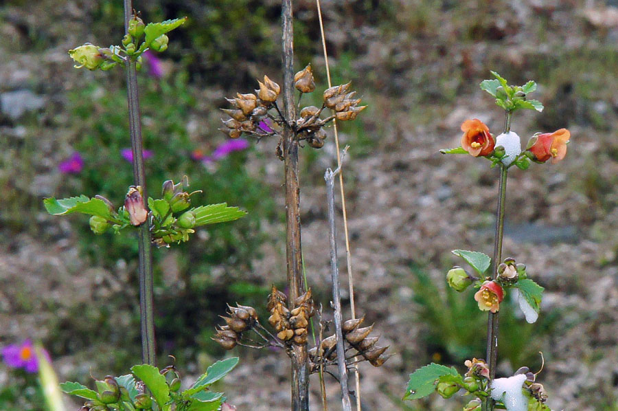 Scrophularia trifoliata / Scrofularia di Sardegna